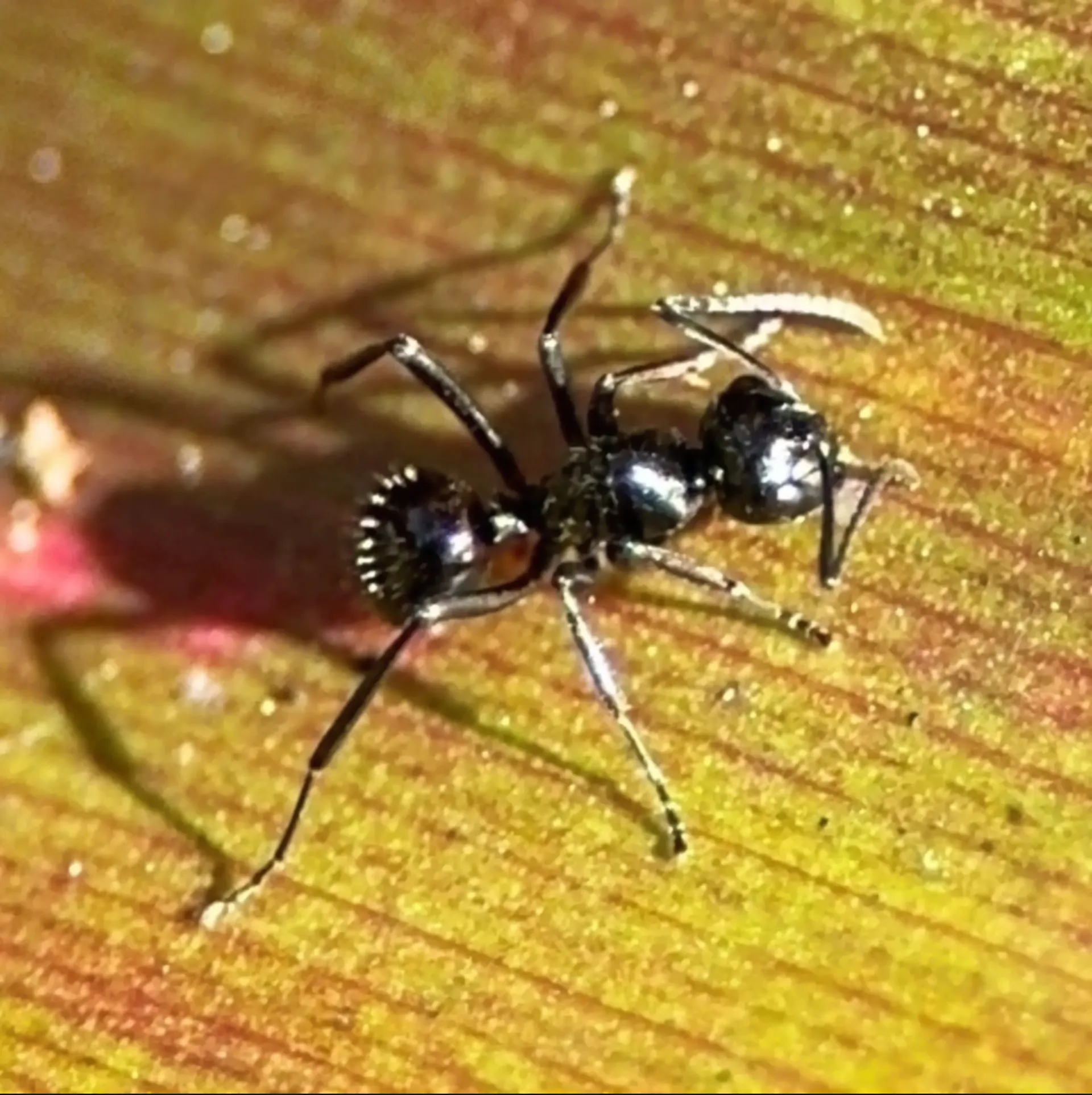 Photographs of the rattle ant (Polyrhachis australis), showing glossy black worker ant approximately 7 mm in body length with black legs and antennae, typically found wandering on plant leaves and building nests by weaving leaves and leaf-litter together with larval silk.
Source: www.naturemapr.org/species/10781