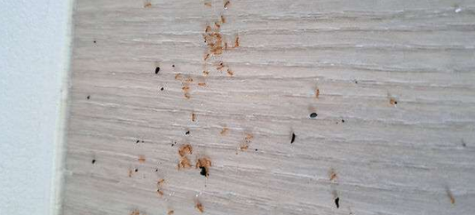 Close-up of a Light-colored Wooden Surface — NatureWise Pest Control In Port Macquarie, NSW