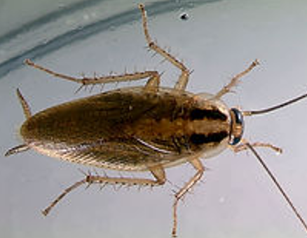 Tan Cockroach With Dark Stripes on a Light Surface — NatureWise Pest Control In Port Macquarie, NSW