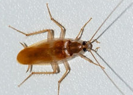 brown Cockroach  — NatureWise Pest Control In Port Macquarie, NSW