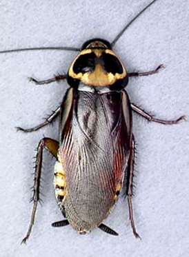 Adult Australian cockroach - very different in appearance and size to German cockroach. NatureWise Pest Control In Port Macquarie, NSW