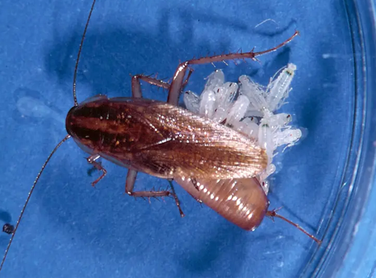 Brown Cockroach With a Cluster of White Eggs on a Blue Surface — NatureWise Pest Control In Port Macquarie, NSW