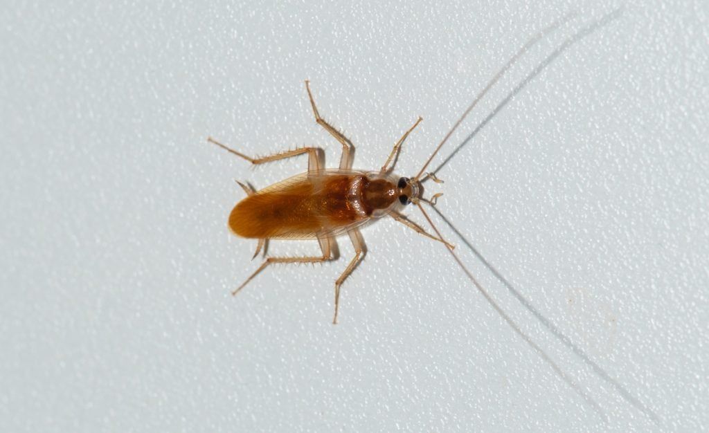 Tan Cockroach on a White Surface With Long Antennae and Legs Outstretched — NatureWise Pest Control In Port Macquarie, NSW
