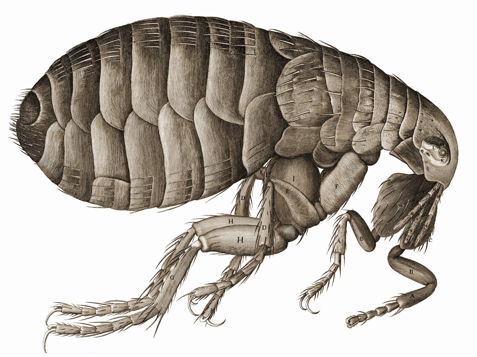 Illustration of a Flea With Six Legs — NatureWise Pest Control In Port Macquarie, NSW