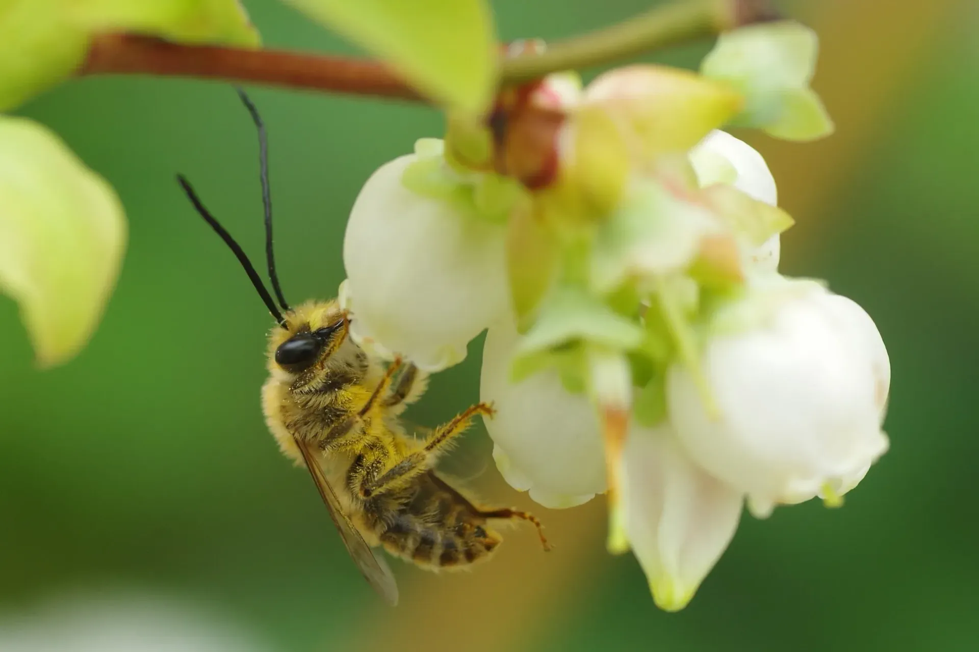Bee Pollinating Blueberry Flower — NatureWise Pest Control In Port Macquarie, NSW