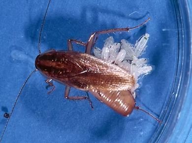 German Cockroach Hatching From Ootheca (Egg Case) — NatureWise Pest Control In Port Macquarie, NSW