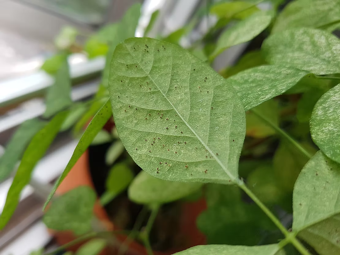 Spider Mites Found Under the Leaves of a Plant — NatureWise Pest Control In Port Macquarie, NSW