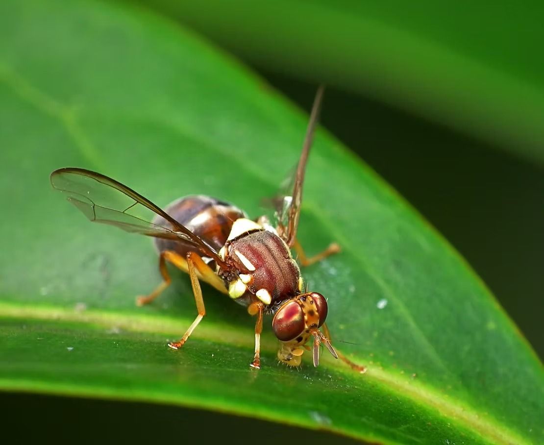 Fly With Patterned Body and Large Eyes on a Green Leaf — NatureWise Pest Control In Port Macquarie, NSW