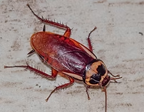Cockroach With a Dark Brown Body and Lighter-brown Wings — NatureWise Pest Control In Port Macquarie, NSW