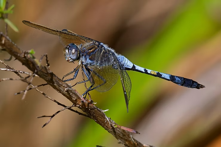 Blue Dragonfly Perched on a Thin Brown Twig — NatureWise Pest Control In Port Macquarie, NSW