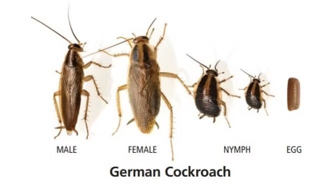 Diagram of a German Cockroach Life Cycle — NatureWise Pest Control In Port Macquarie, NSW