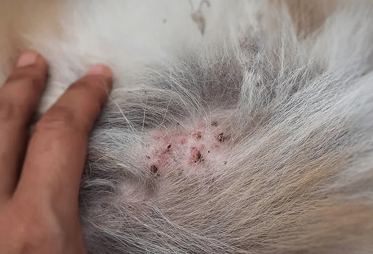 Dog's White Fur, Revealing a Patch of Irritated, Red Skin — NatureWise Pest Control In Port Macquarie, NSW