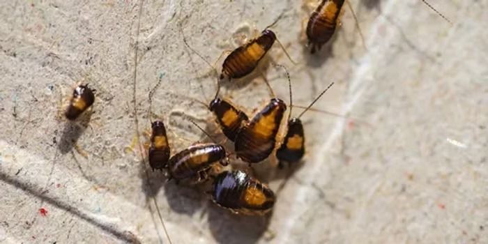 Group of Cockroaches on a Light-coloured Surface — NatureWise Pest Control In Port Macquarie, NSW