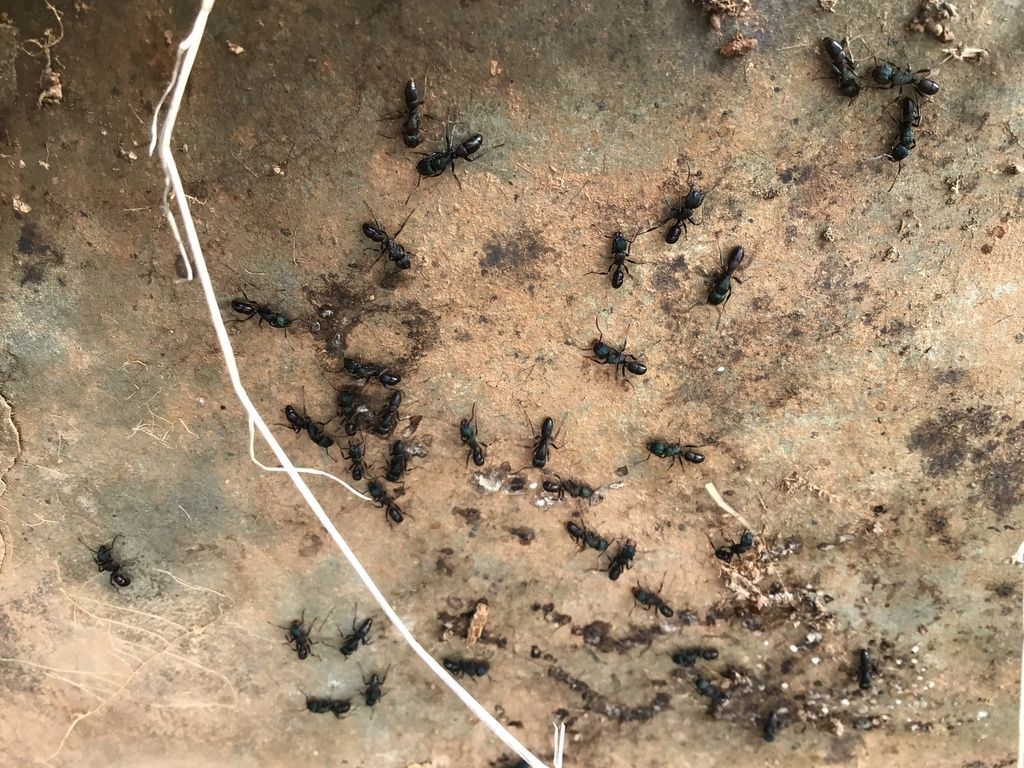Colony of Black Ants on a Brown — NatureWise Pest Control In Port Macquarie, NSW