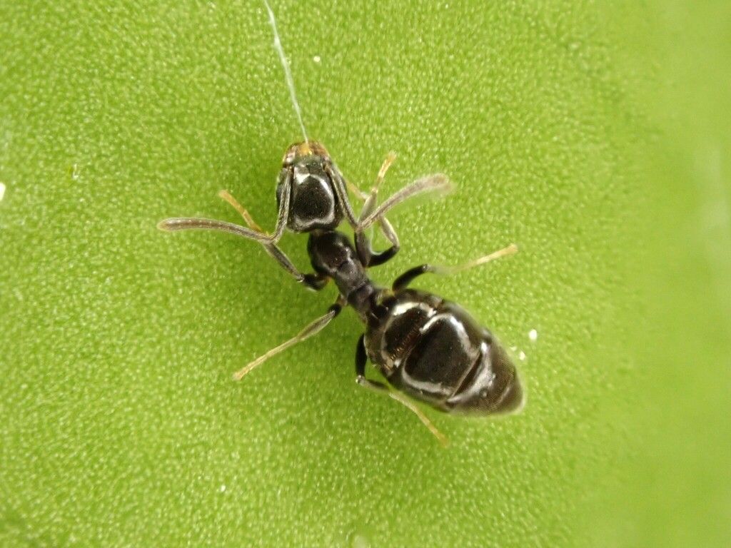 White Footed Ant close up one-off treatment and an ongoing plan could come down to a single ant species. naturewise Pest Control in Port Macquarie