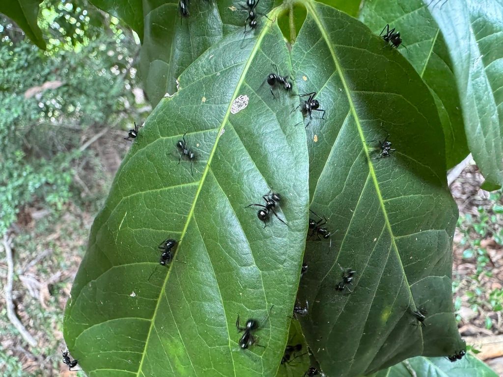 Black Ants Crawling on Green Leaves — NatureWise Pest Control In Port Macquarie, NSW