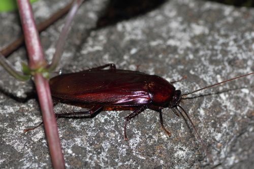 Brown Cockroach on a Gray Rock, Next to a Purple Stem — NatureWise Pest Control In Port Macquarie, NSW