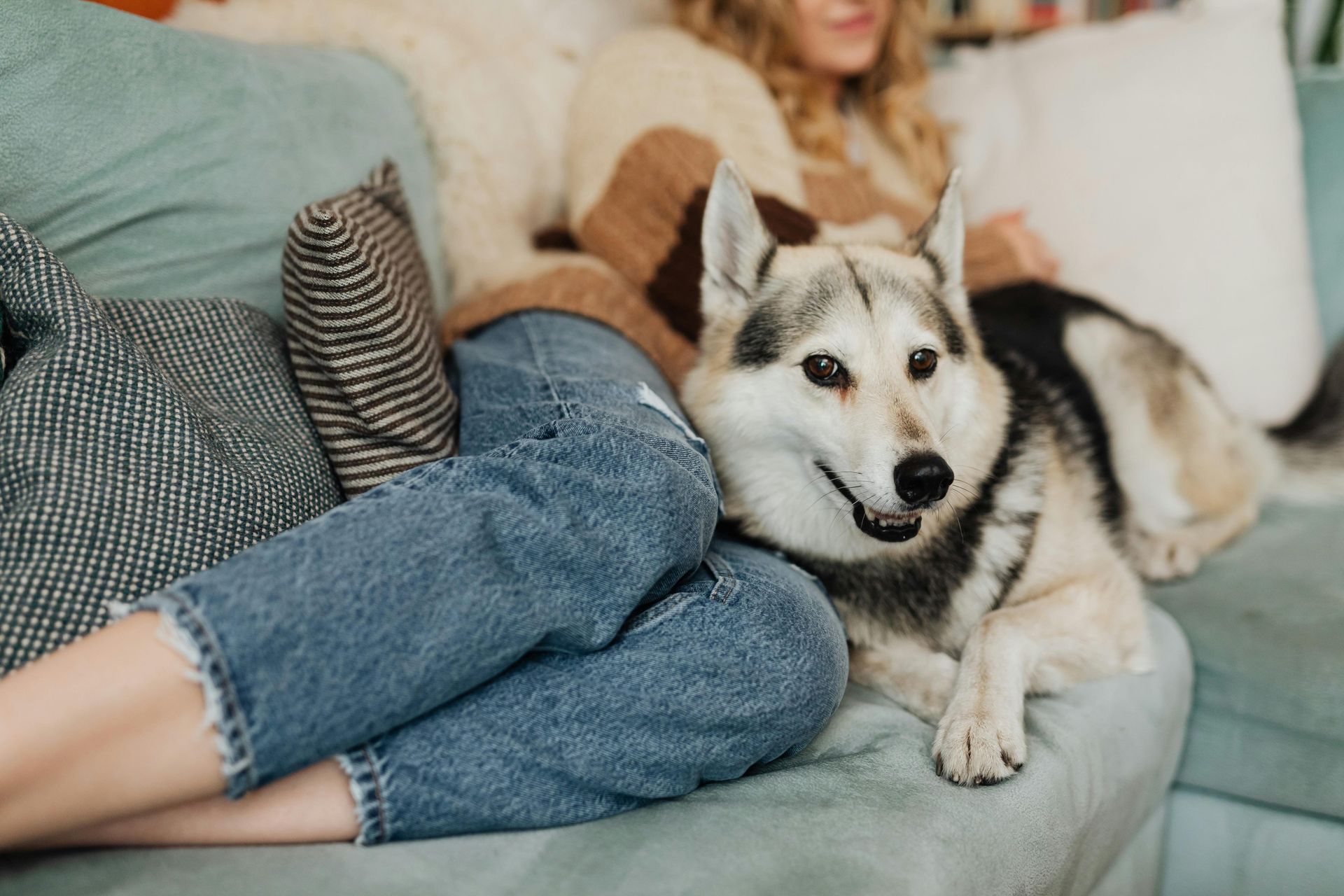 husky dog on couch with owner - Eco-Friendly Pest Control Port Macquarie NatureWise