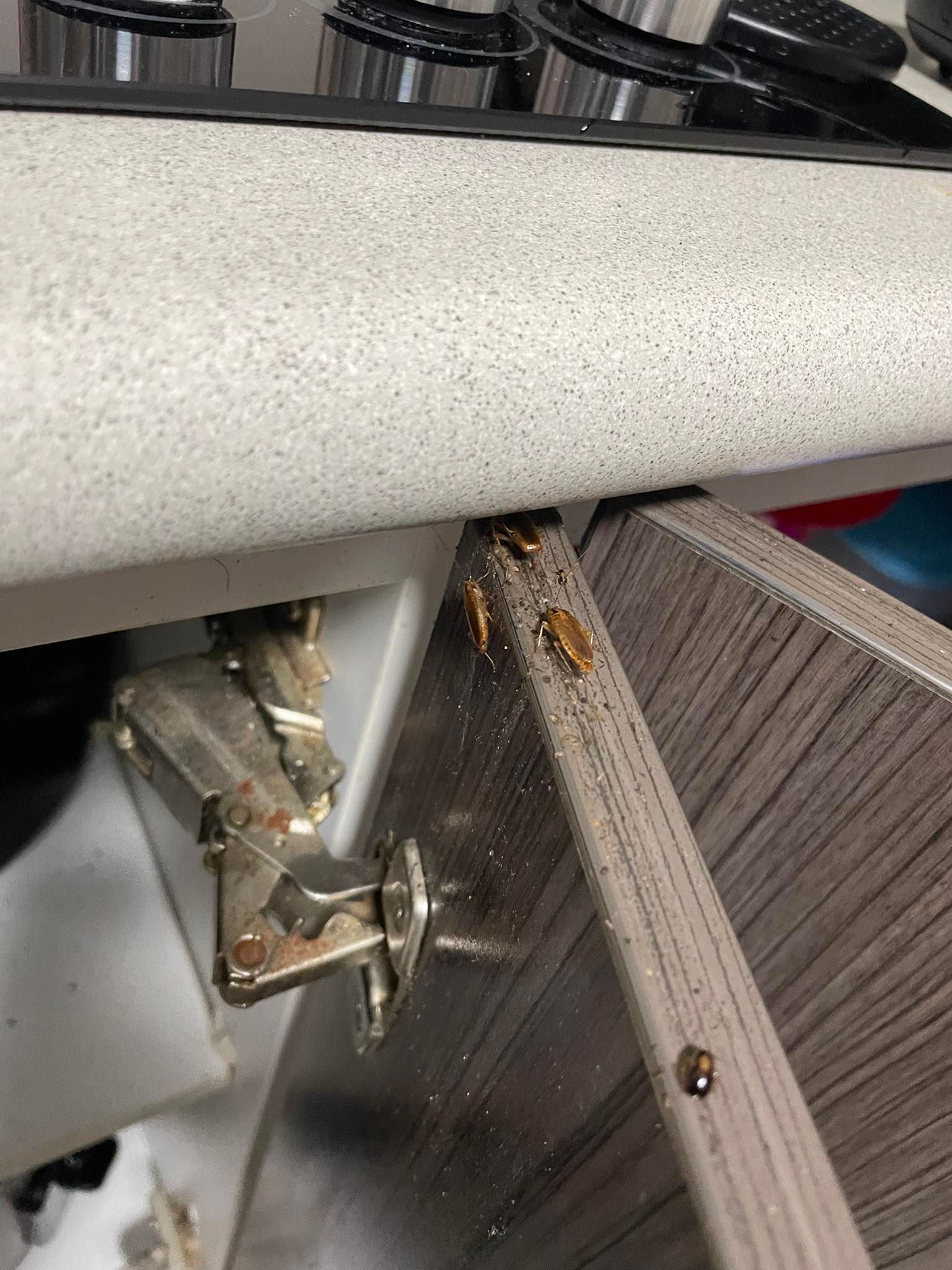 Close-up of a Metal Hinge and Bracket Under a Grey Surface — NatureWise Pest Control In Port Macquarie, NSW