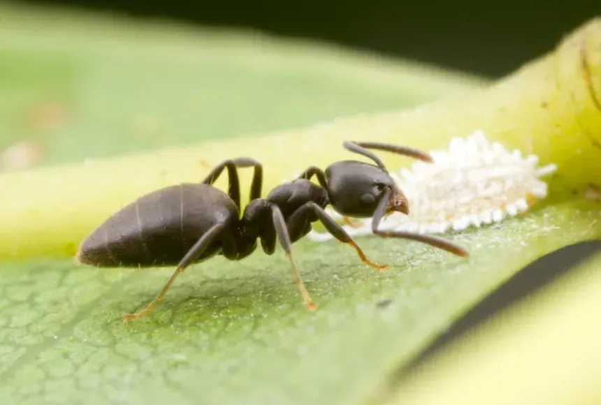 white footed ant on leaf close up pest control port macquarie