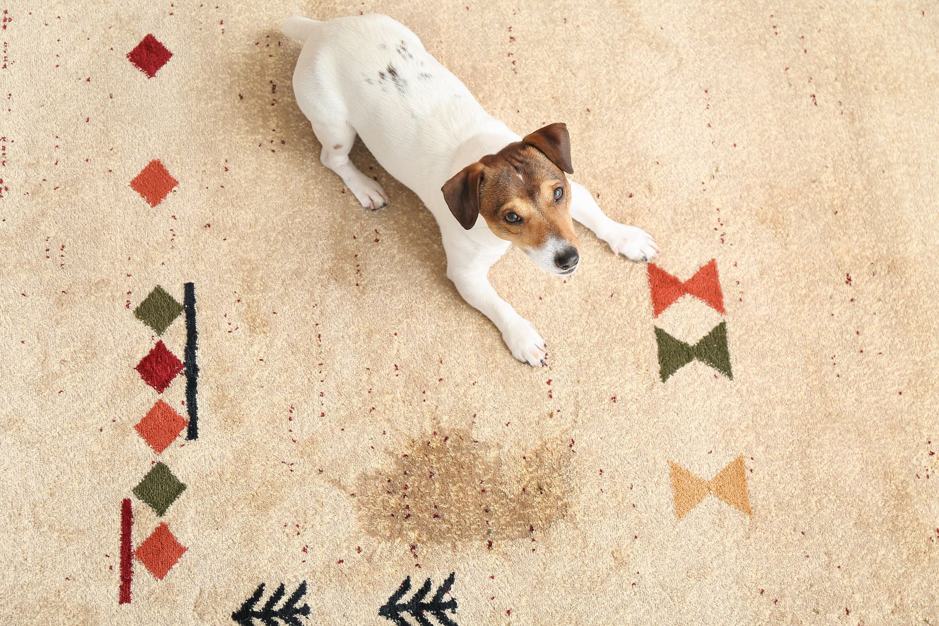 Dog stian in carpet