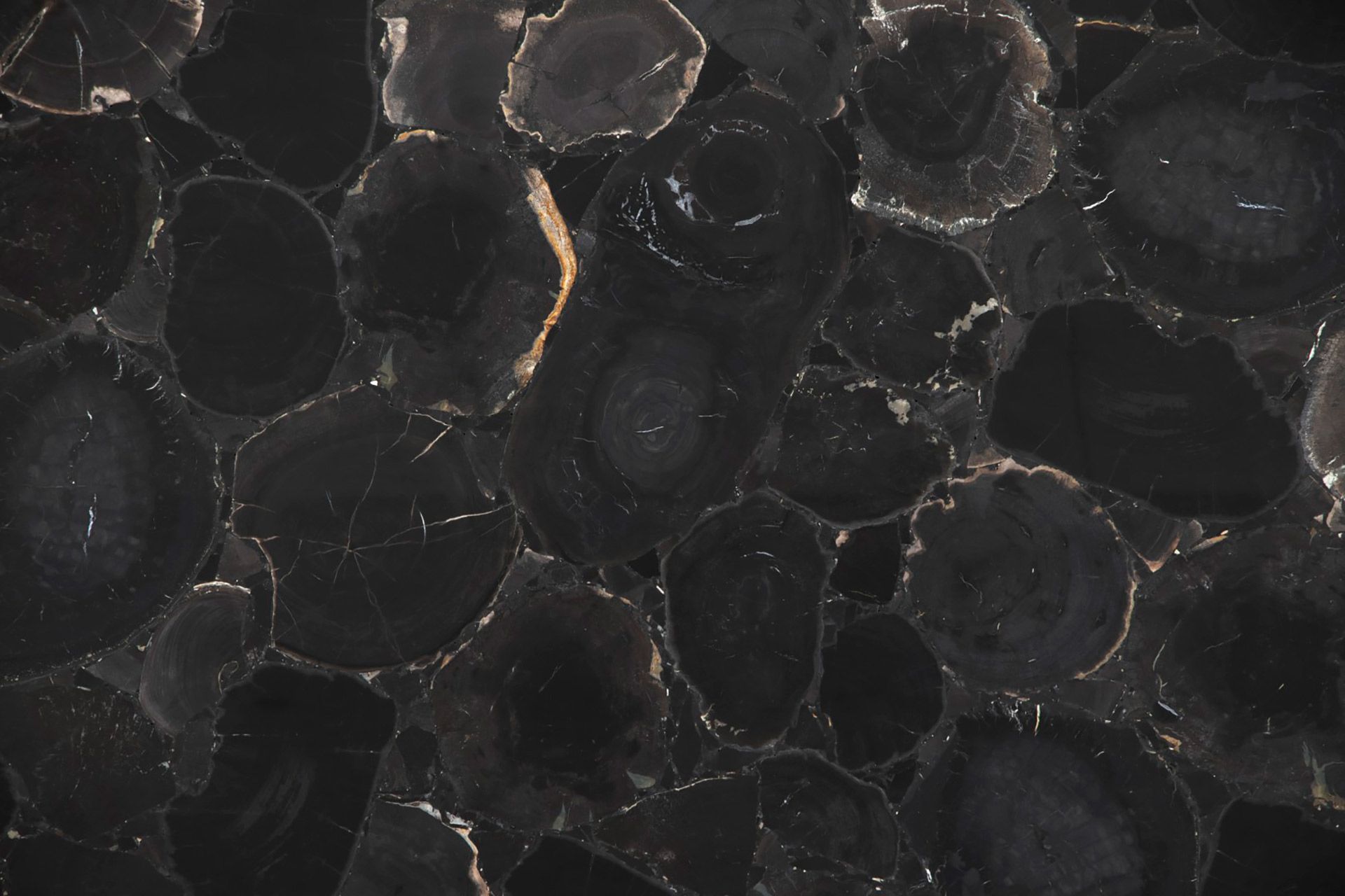 Black Petrified Wood Jumbo