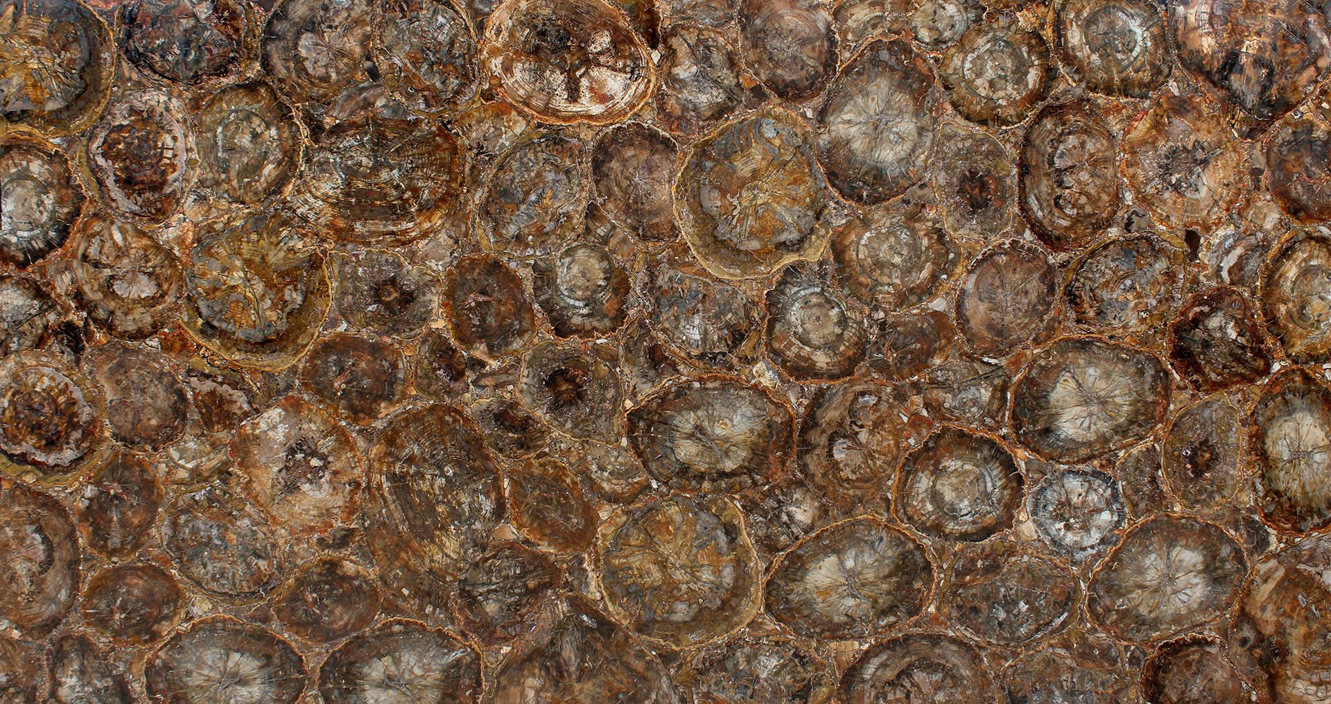 Brown Petrified Wood