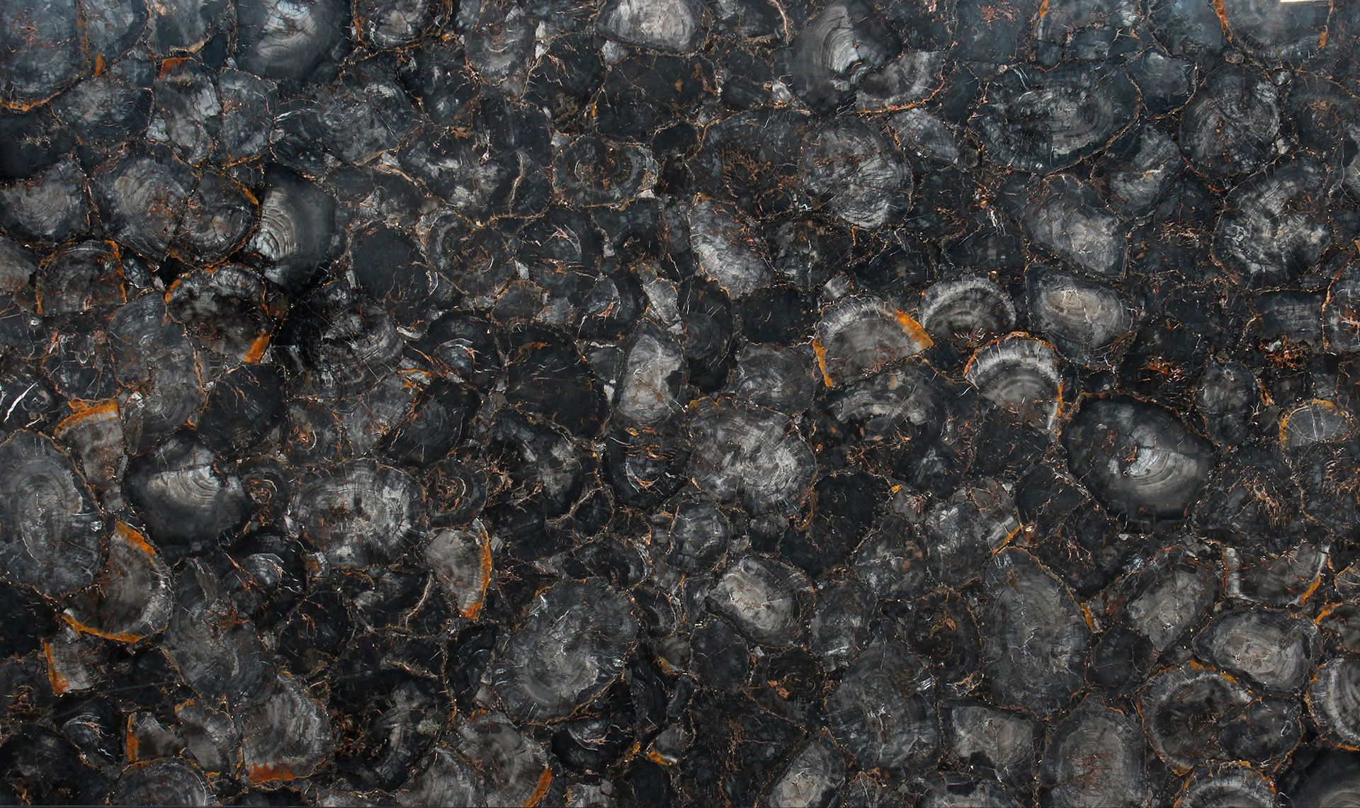Black Petrified Wood
