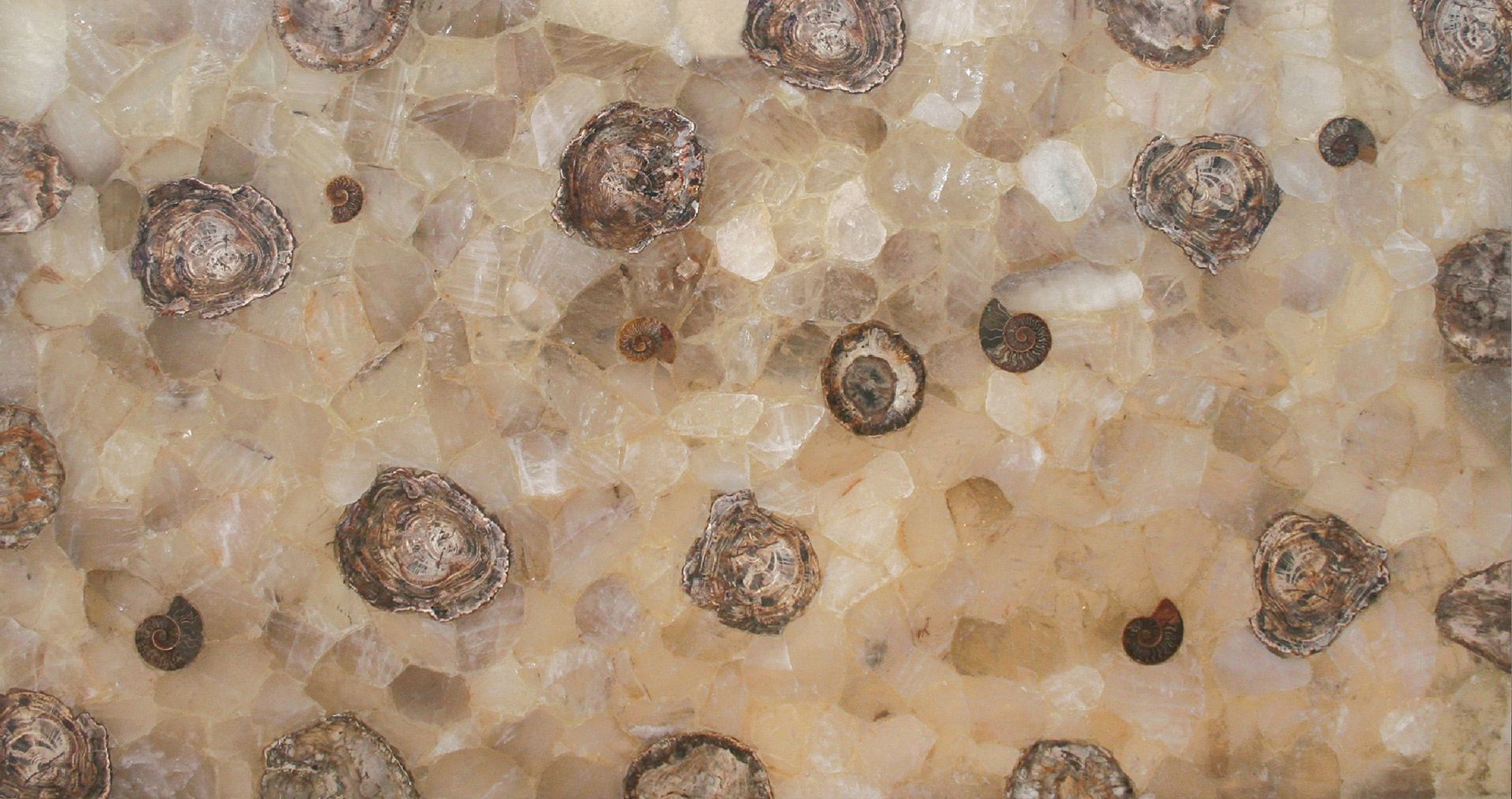 Fossilized Quartz