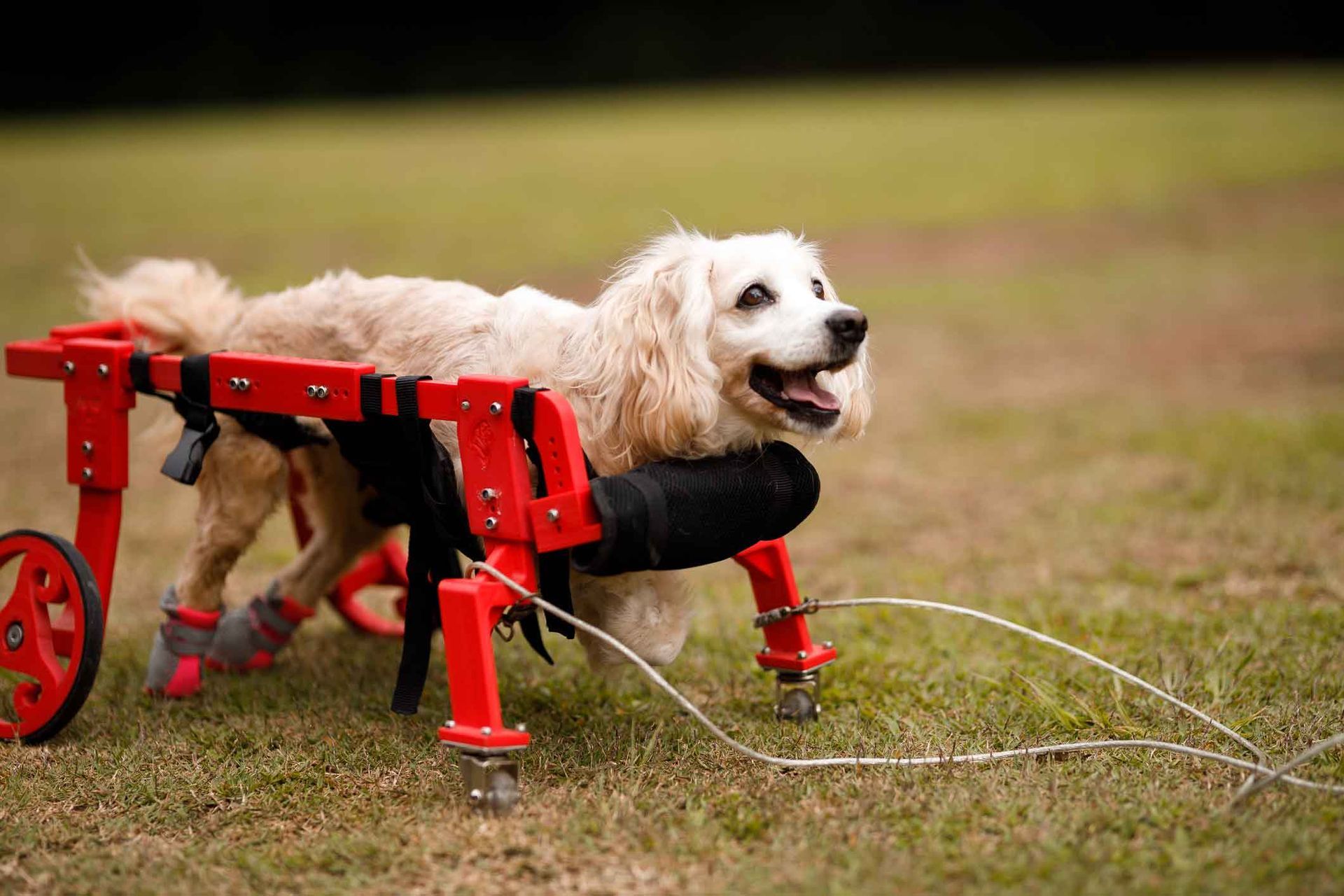 A dog in a wheelchair is standing on a lush green field.