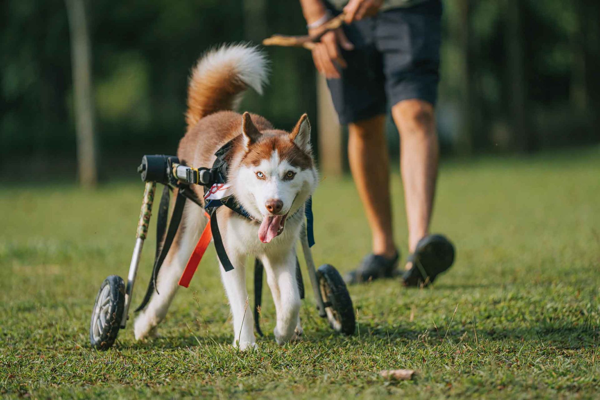 A husky dog in a wheelchair is being walked by a person.