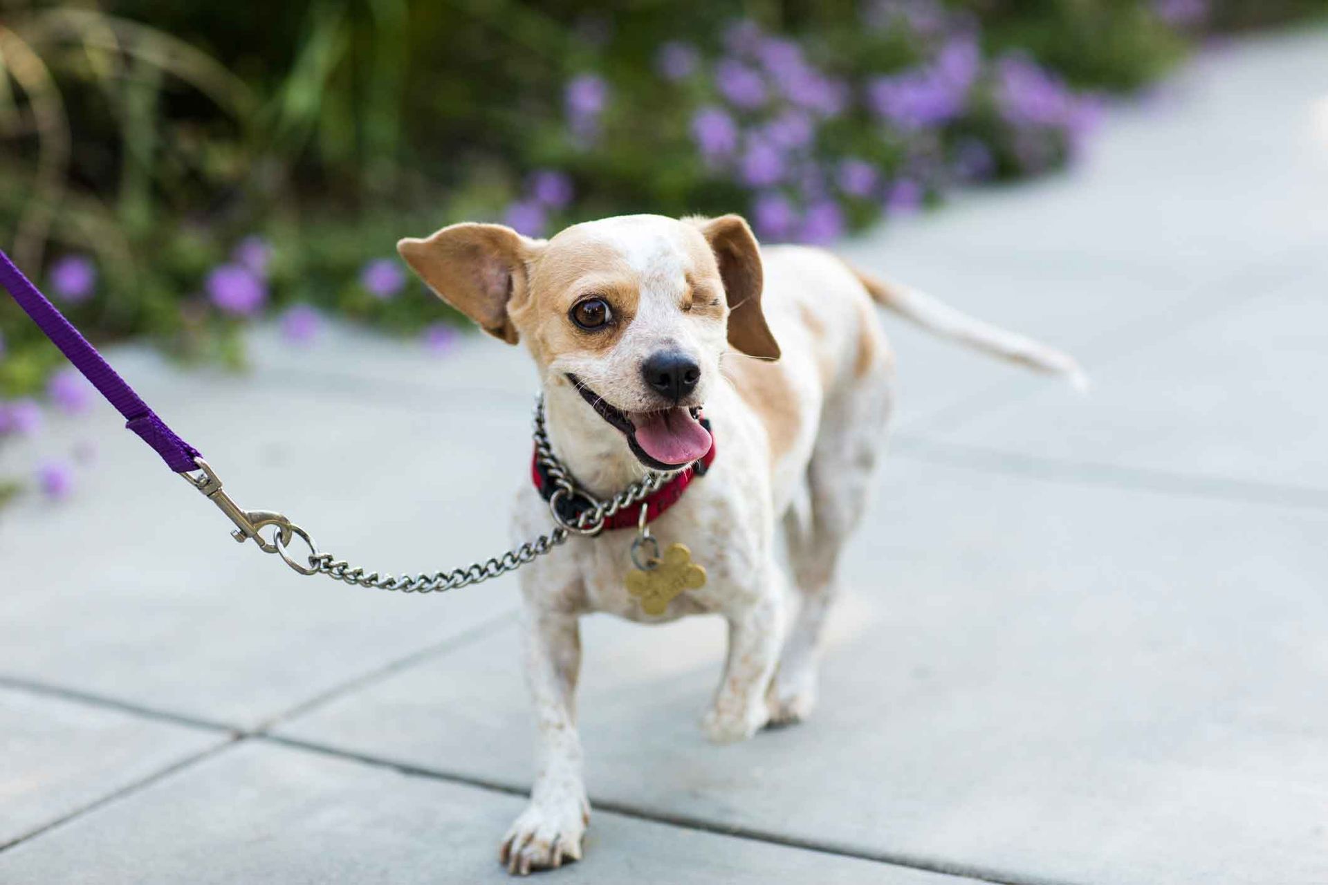 A small dog is walking on a leash on a sidewalk.