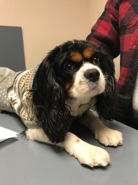 A small black and white dog is laying on a table