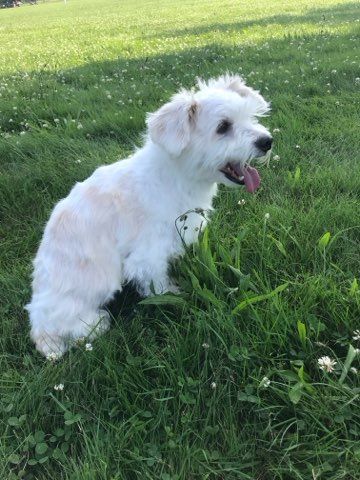A small white dog is sitting in the grass with its tongue out.