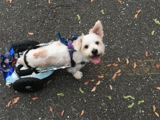 A small white dog is in a wheelchair on the street.