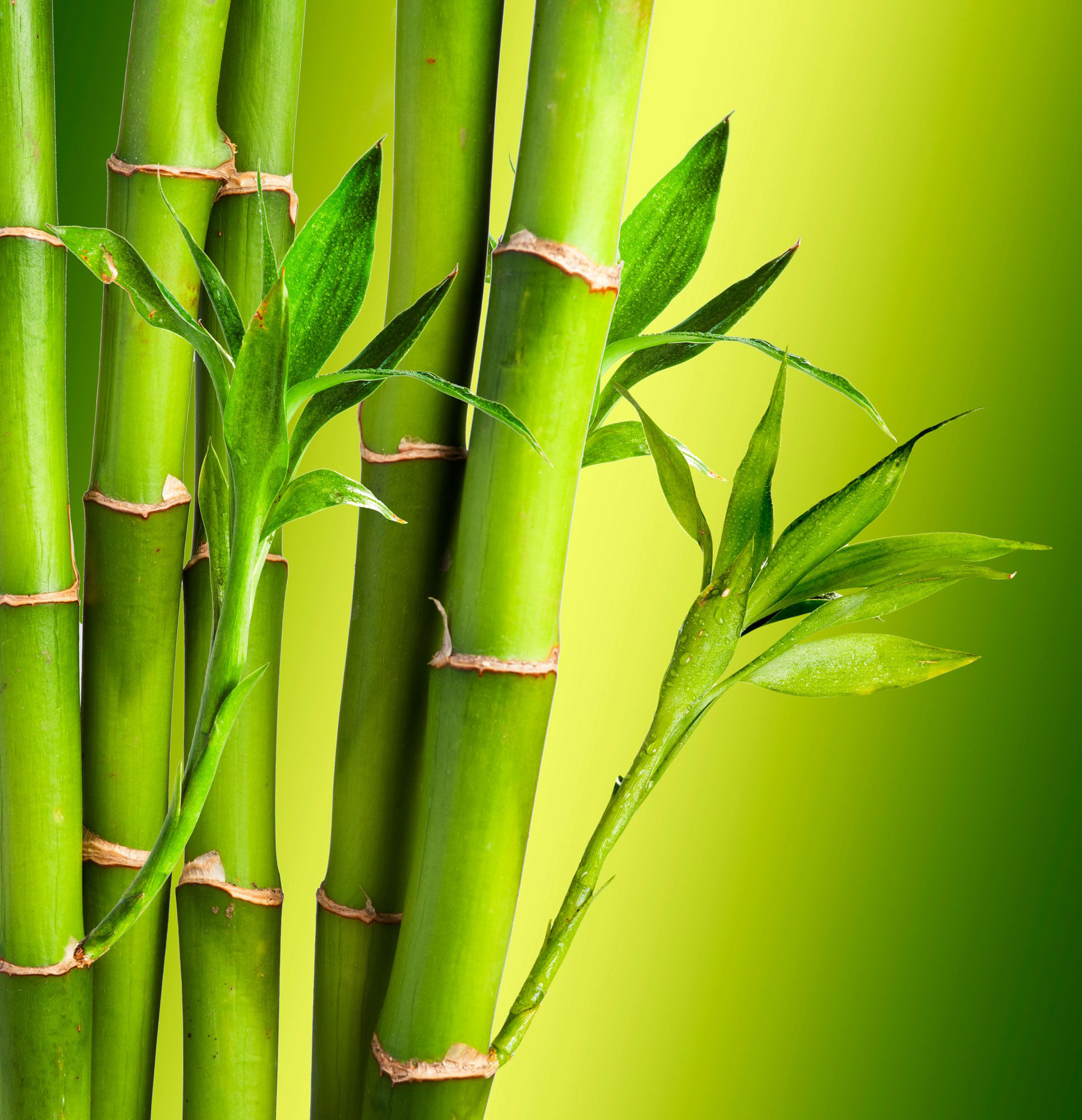 Bamboo