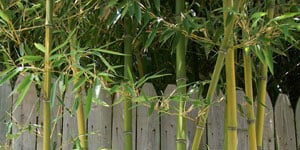 Bamboo Remediation Ellicott City, MD