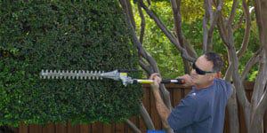 Bush Trimming Columbia, MD