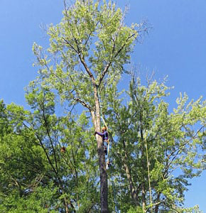 Tree Services Glenelg, MD Tree Services Glenelg, MD