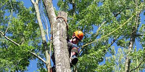 Tree Trimming Glenelg, MD