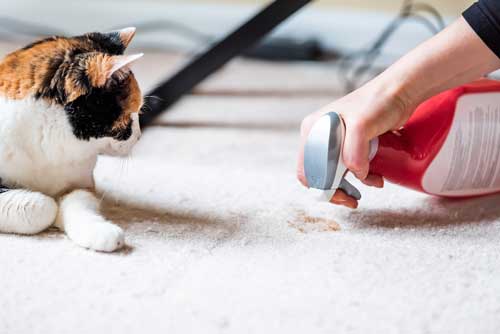 Pet Stains Cleaning — Appleton, WI — Pioneer Professional