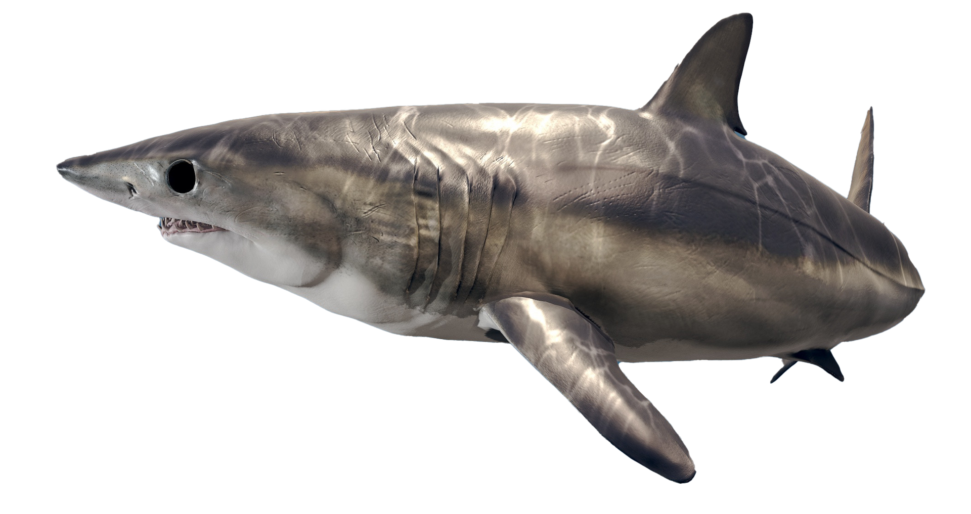 Gray shark swimming in profile on a white background