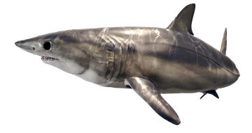 Gray shark swimming in profile on a white background