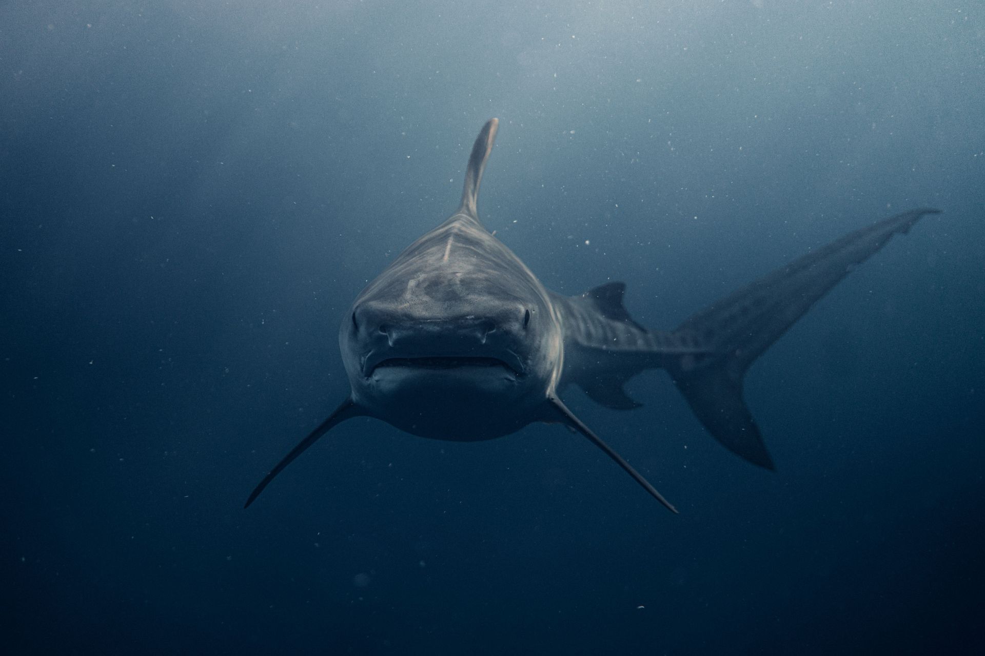 Great white shark swimming underwater toward the camera in blue ocean water