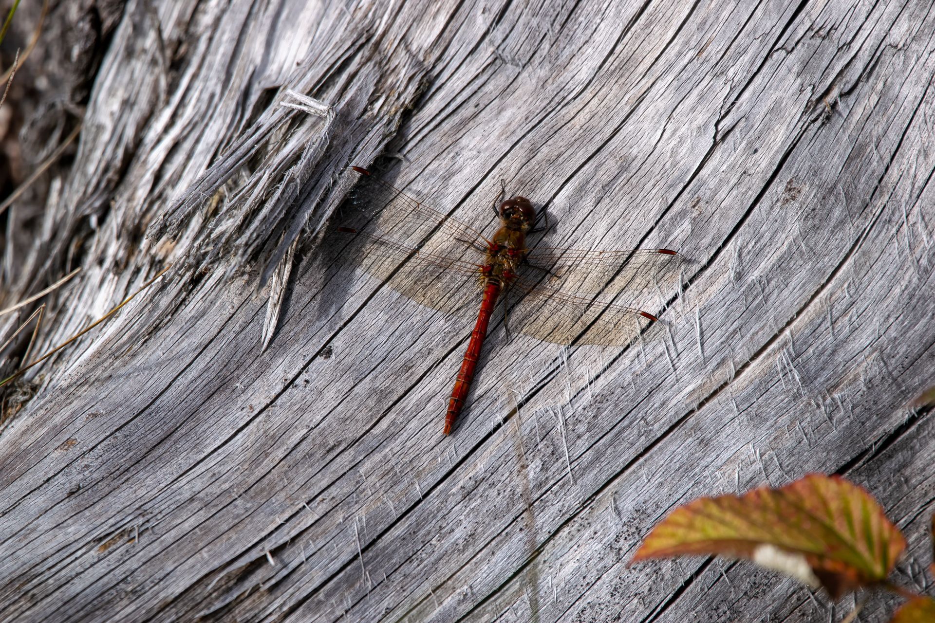 Libelle, dragon-fly, trollslända