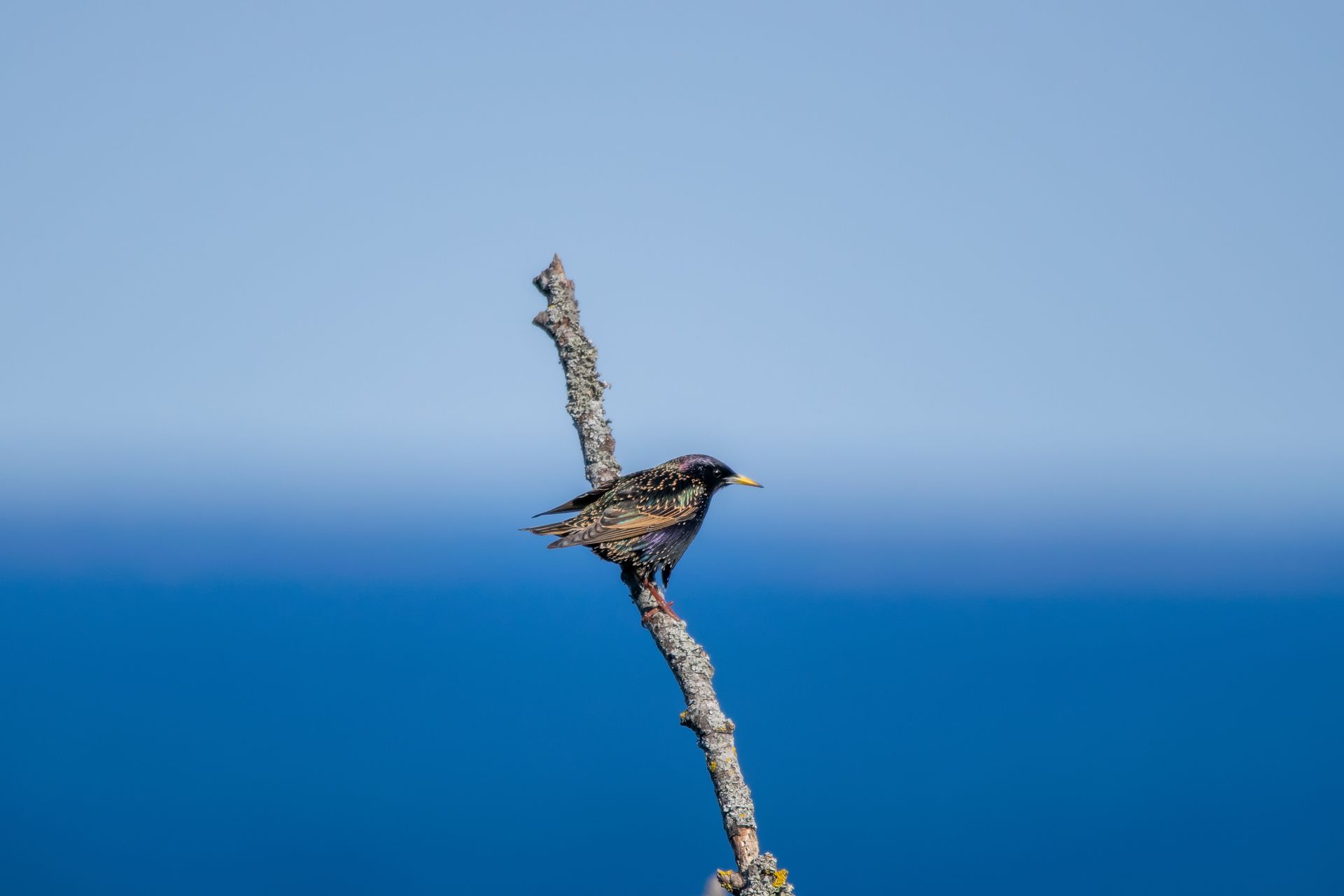 Star, Vogel, Bird, Fågel