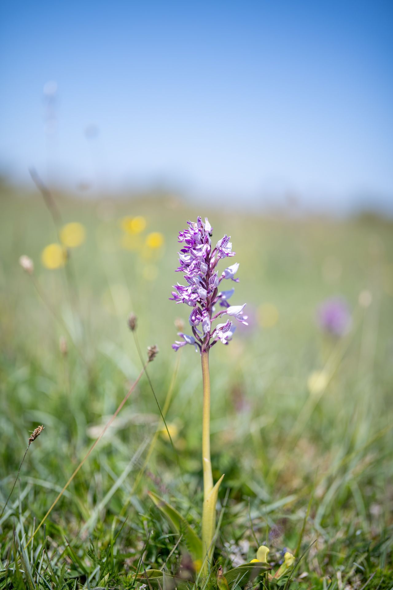 Orchid, Orchidee, orkide
