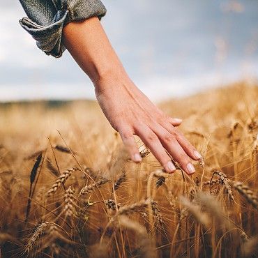 Harvest of Hearts