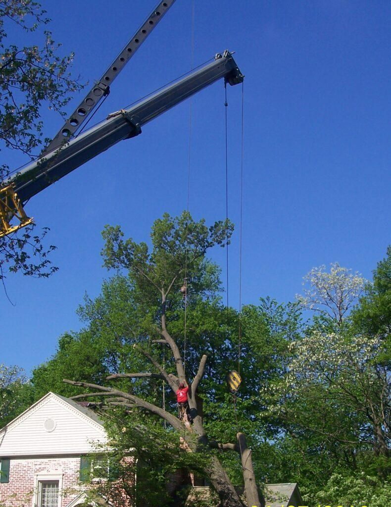 Worker in a safety harness on a suspended platform trimming a tree against a blue sky.