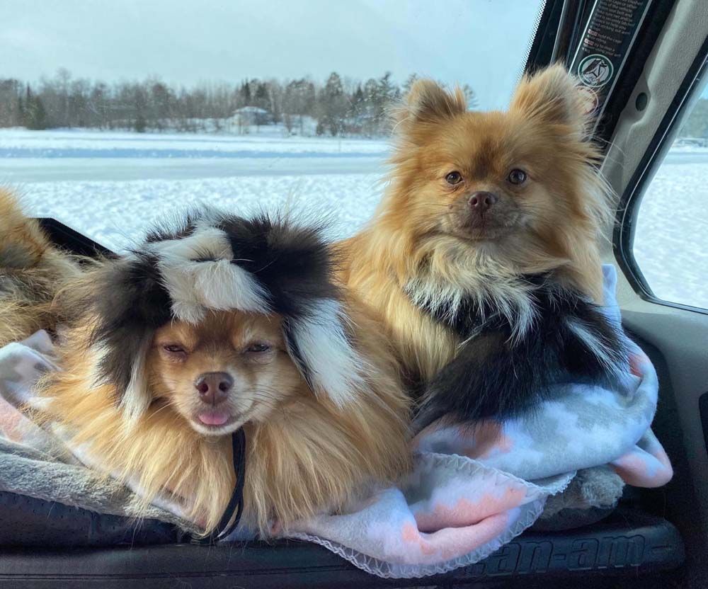 Two pomeranian dogs are sitting in the back seat of a car.